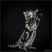 _H8A2294_web