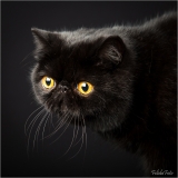 _05B3206_web