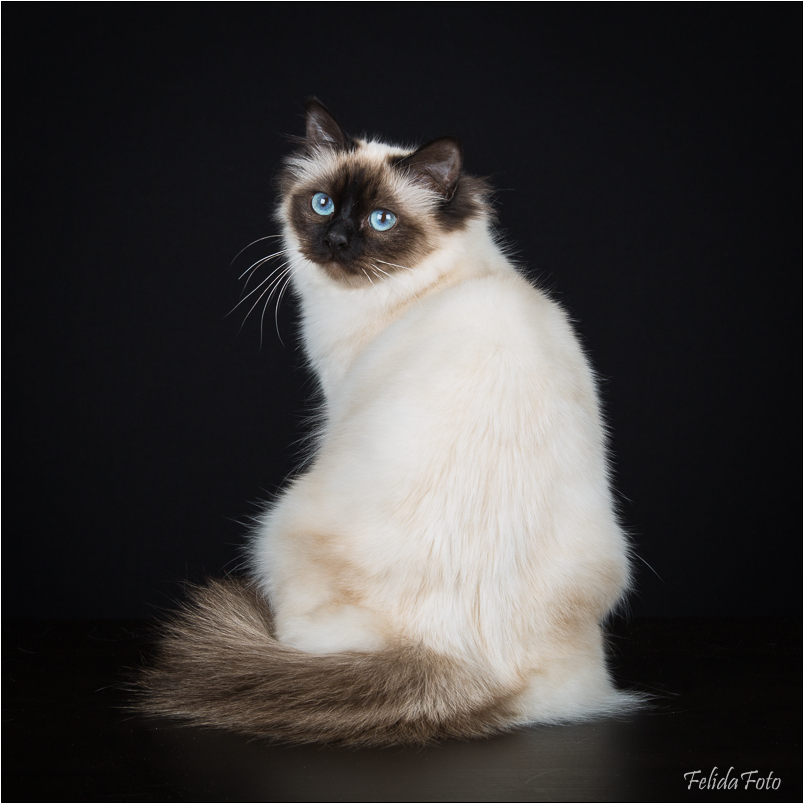 Hellig Birma Kattefotografen no Hellig Birma Kattefotografen no