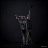 _H8A0061_web