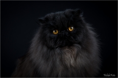 _05B3906_web