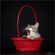 _05B4558_web