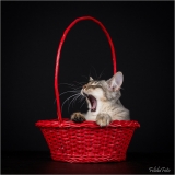 _05B4558_web